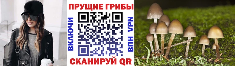 где купить наркоту  Закаменск  Псилоцибиновые грибы Psilocybe 